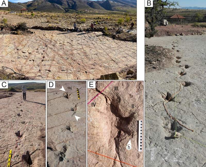 Image from: Scientists Found a Massive Dinosaur Footprint Site Around an Ancient Lake With Nearly 18,000 Tracks