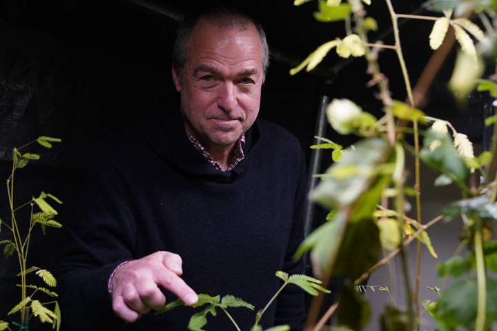 Image from: Scientists Discover a “Shy” Plant That Can Count Without a Brain, and It May Be Smarter Than We Thought