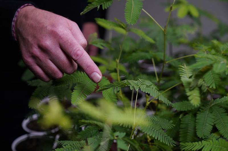 Image from: Scientists Discover a “Shy” Plant That Can Count Without a Brain, and It May Be Smarter Than We Thought