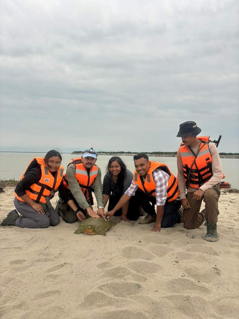 Image from: "India's first satellite-tagged Ganges softshell turtle released at Kaziranga": Assam CM Himanta Sarma