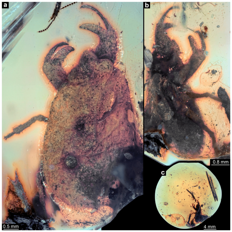 Image from: Scientists Discover 100-Million-Year-Old Fossil Tiny Creature Trapped in Amber with Claws Seen Only Four Times in Insects