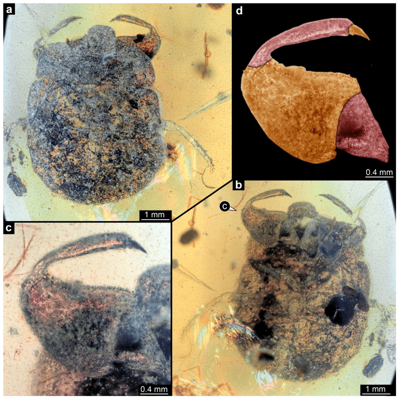 Image from: Scientists Discover 100-Million-Year-Old Fossil Tiny Creature Trapped in Amber with Claws Seen Only Four Times in Insects