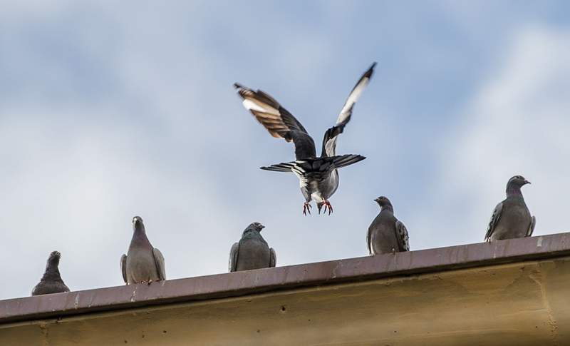 Image from: German cities divided on pigeons - to ban or embrace?