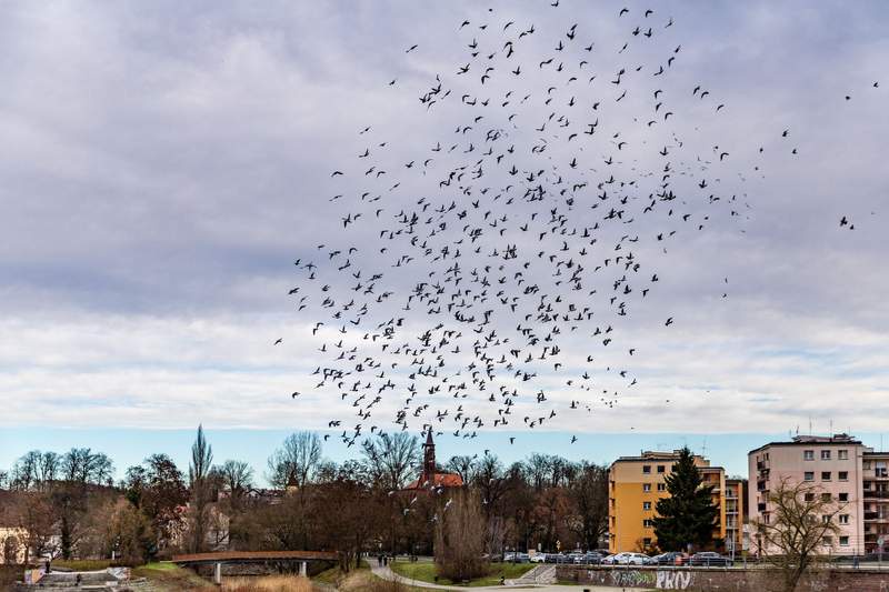 Image from: German cities divided on pigeons - to ban or embrace?