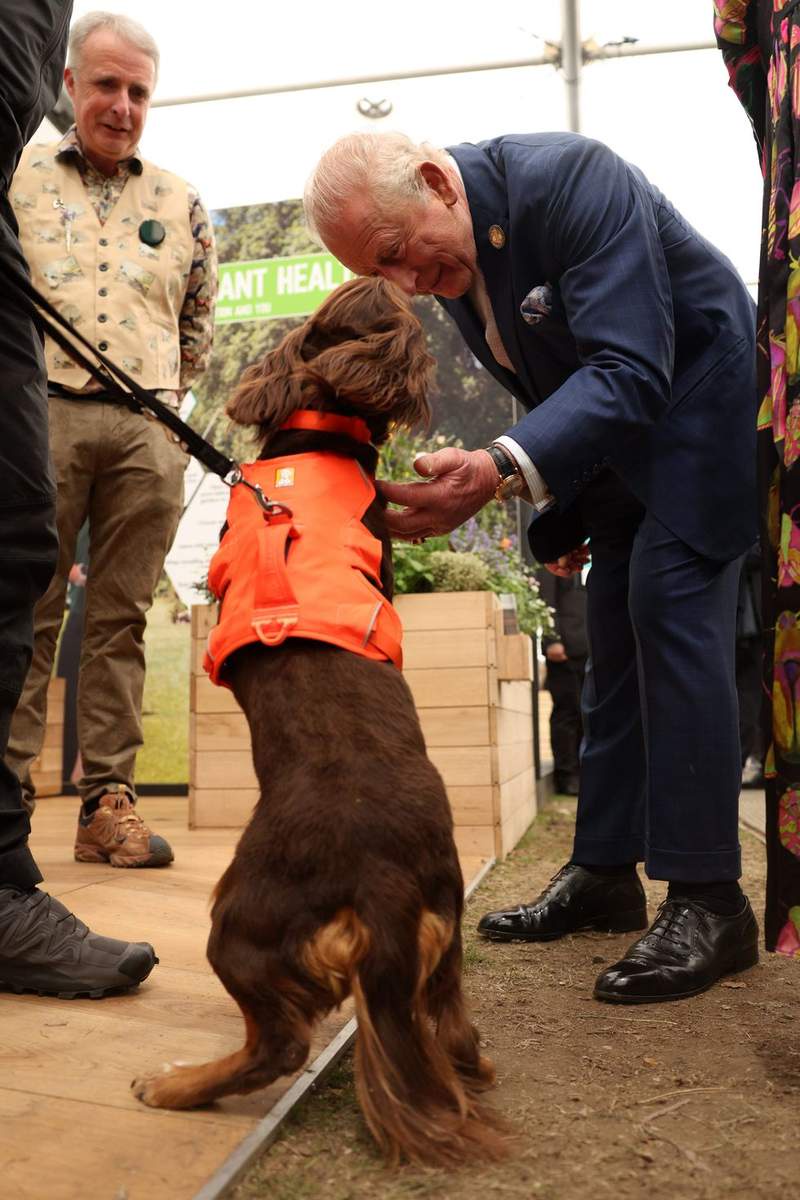 Image from: King Charles greets Judi Dench and Sir David Beckham as surprise guest steals Chelsea Flower Show