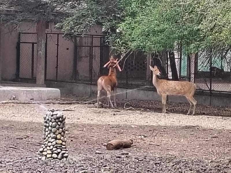 Image from: Beat the heat: Lucknow Zoo rolls out coolers, sprinklers, and fruit diets as temperatures soar
