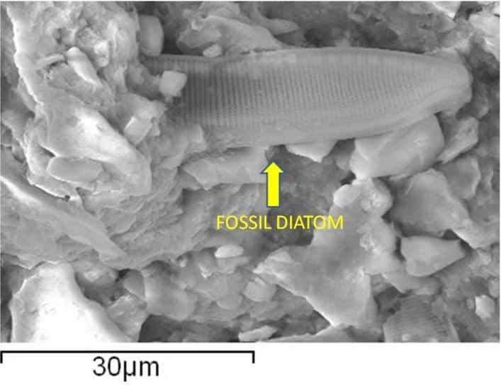 Image from: Researchers Examining a Meteorite Fragment Discovered Strange Microfossils Buried Deep Inside