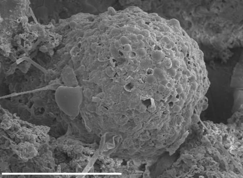 Image from: Researchers Examining a Meteorite Fragment Discovered Strange Microfossils Buried Deep Inside
