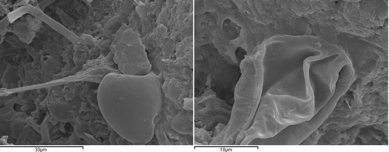 Image from: Researchers Examining a Meteorite Fragment Discovered Strange Microfossils Buried Deep Inside