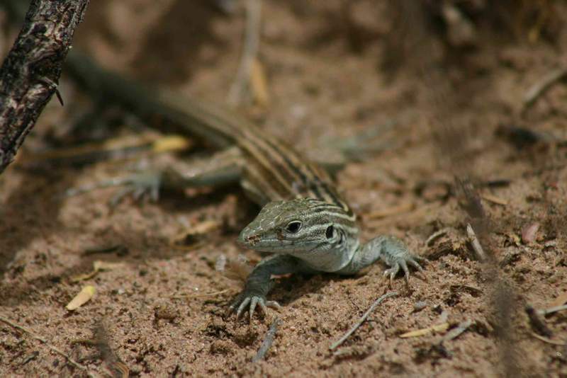 Image from: Asexual lizards, virgin births and clones – the all-female species of the animal kingdom