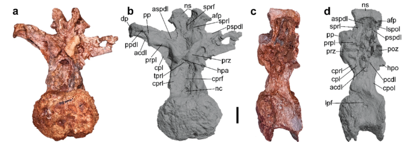 Image from: Strange Rocks Spotted Beside a Thai Pond in 2016 Turned Out to Be a 27-Tonne Dinosaur Giant from Deep Time