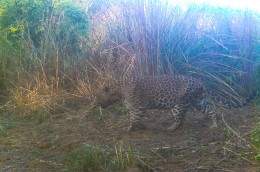 Image from: Two leopards spotted in Sukhna Wildlife Sanctuary during survey