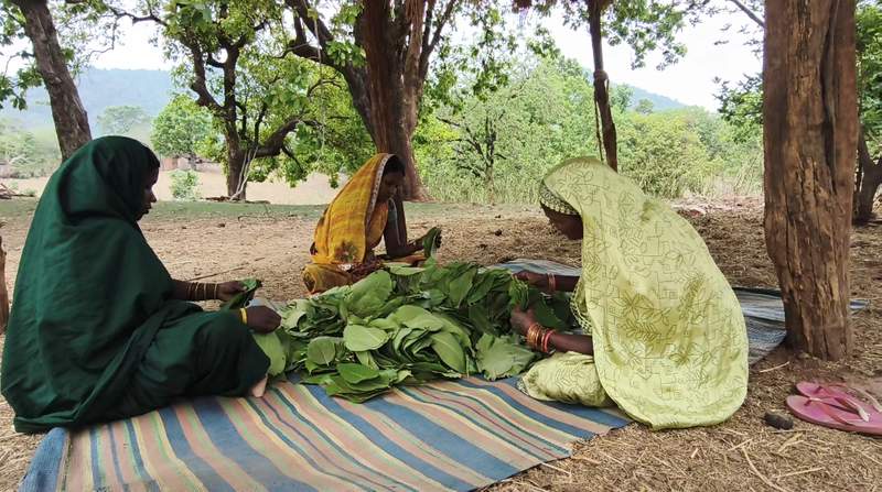 Image from: Chhattisgarh: Tendu leaf scheme boosts rural incomes in Balrampur; ₹5,500 per standard bag paid directly to collectors