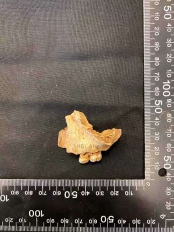 Image from: In An Ancient Cave, A Team Of Researchers Discovered Jewelry And The Bones 11,000 Years Ago