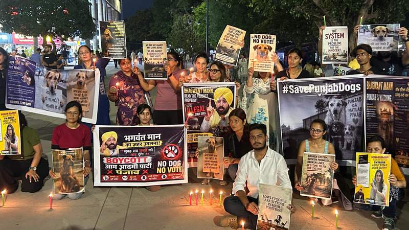 Image from: Activists march in Chandigarh against Punjab CM Mann’s ‘eliminate strays’ call