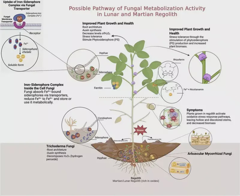 Image from: Mars Fungi Could Turn Red Planet Dirt Into Crop-Producing Soil