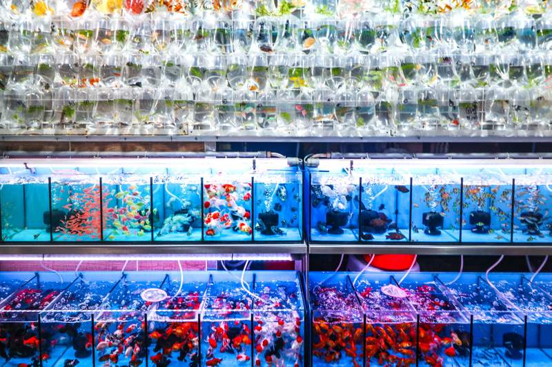 Image from: Hong Kong: Top 5 markets in Hong Kong for food, culture and local finds that you cannot miss