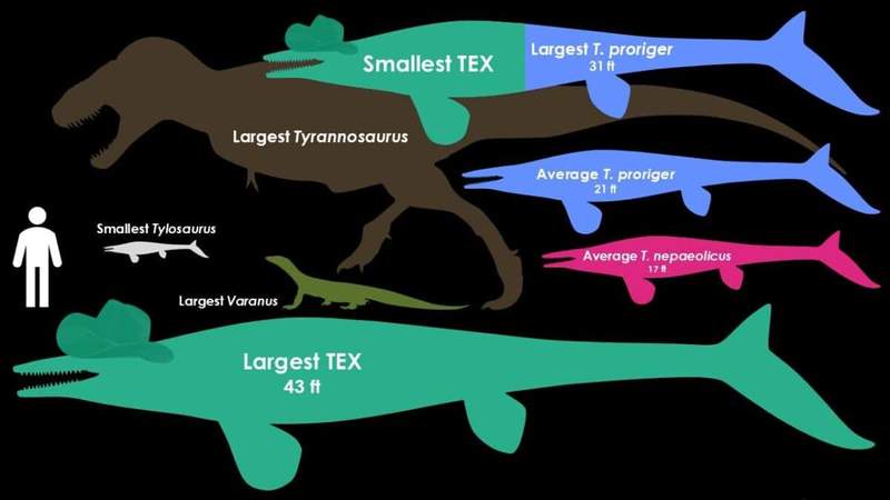 Image from: Paleontologists Discovered a 43-Foot-Long Ocean Predator Hidden in Museum Collections