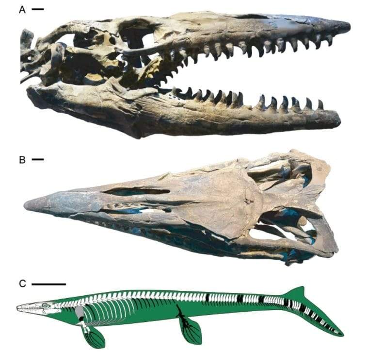 Image from: Paleontologists Discovered a 43-Foot-Long Ocean Predator Hidden in Museum Collections