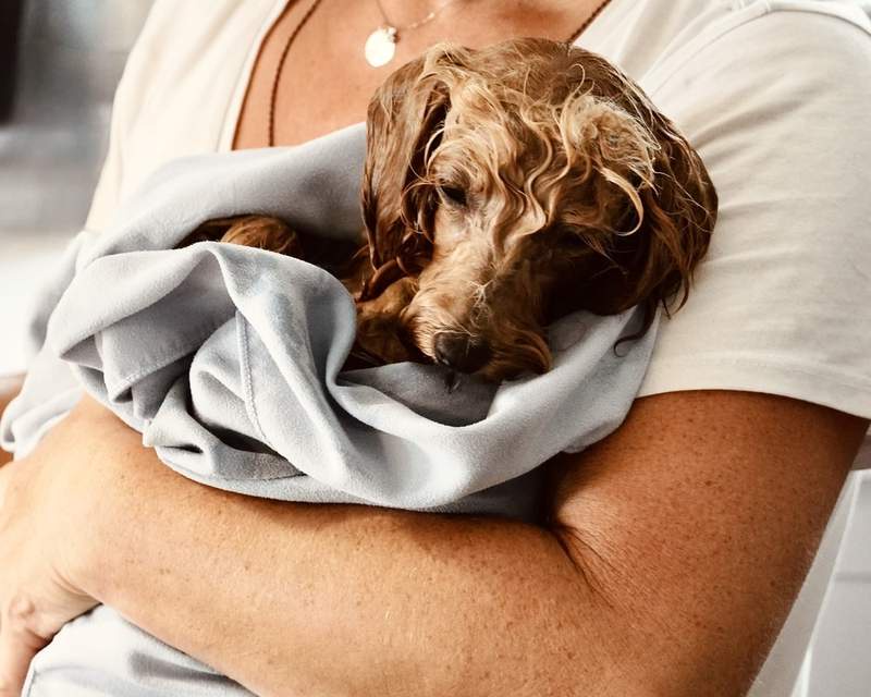 Image from: When It’s Cold Outside, Veterinarians Say This Is Where Dogs Should Sleep