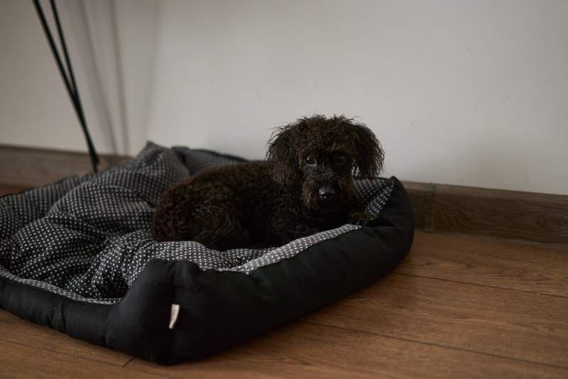 Image from: When It’s Cold Outside, Veterinarians Say This Is Where Dogs Should Sleep