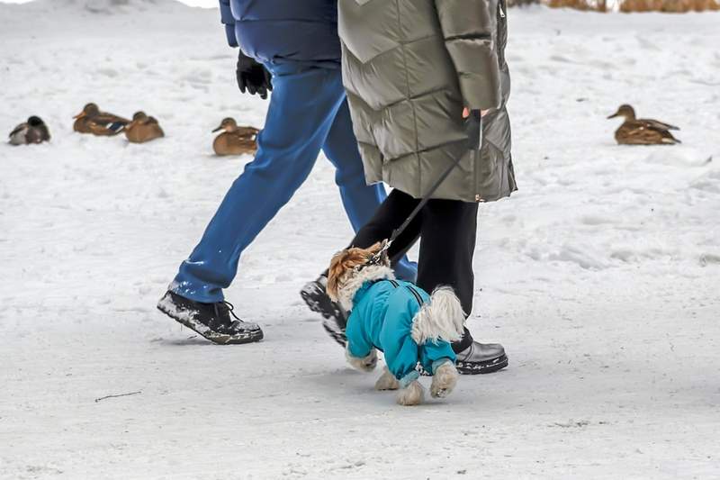 Image from: When It’s Cold Outside, Veterinarians Say This Is Where Dogs Should Sleep