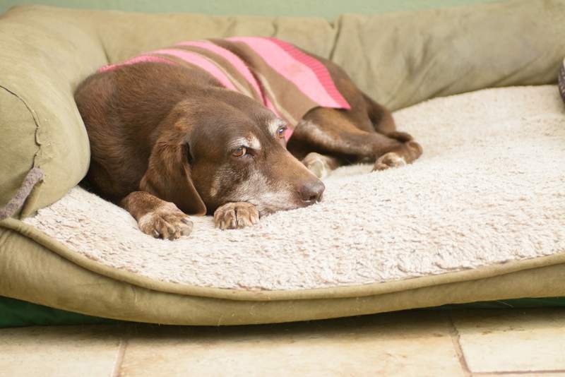 Image from: When It’s Cold Outside, Veterinarians Say This Is Where Dogs Should Sleep