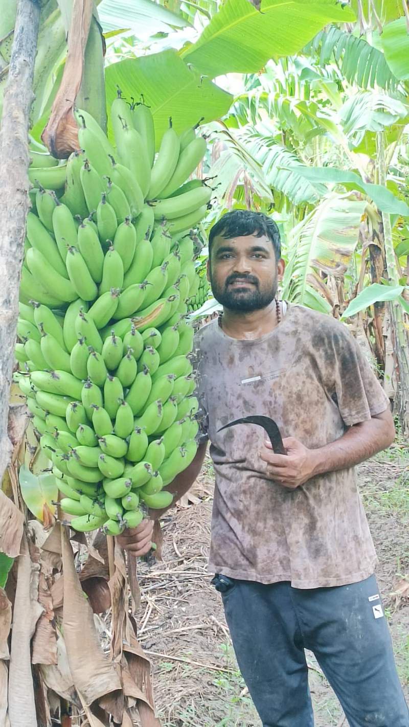 Image from: Gujarat: Young Farmer gives up chemical fertilisers after father's cancer death, emerges as role model
