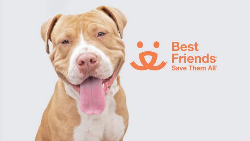 Image from: Shar-Pei refuses to go near men: volunteer's gesture to win her trust goes viral