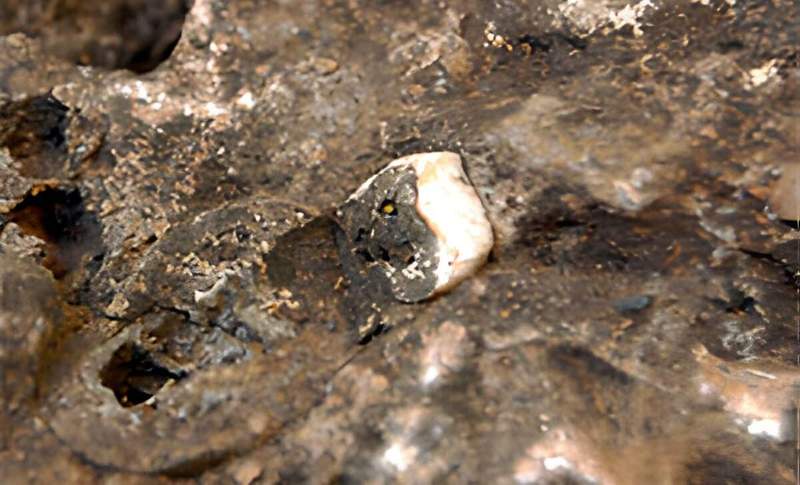 Image from: Scientists Found a One-Meter Rock in South Africa, Inside Was a Near-Complete Human Ancestor Skeleton