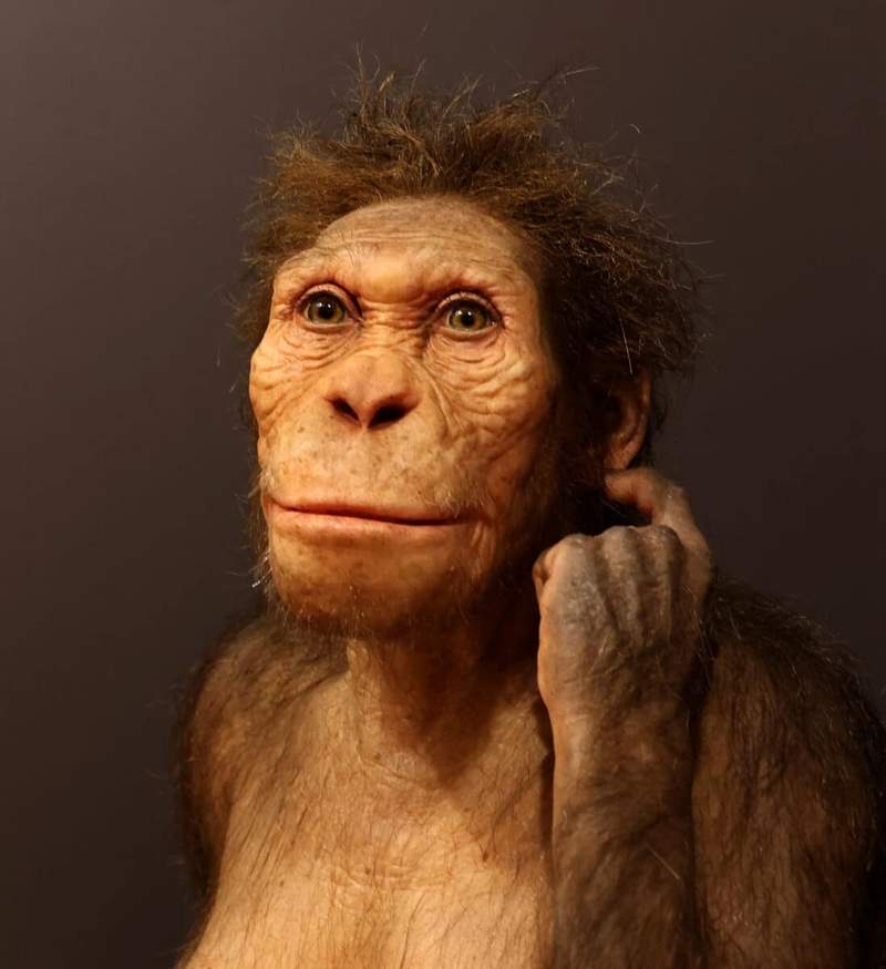 Image from: Scientists Found a One-Meter Rock in South Africa, Inside Was a Near-Complete Human Ancestor Skeleton