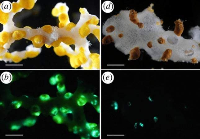 Image from: Inside a Japanese Sea Cave 385 Meters Below the Ocean, a Strange Green Flash Revealed a Creature No One Had Ever Seen
