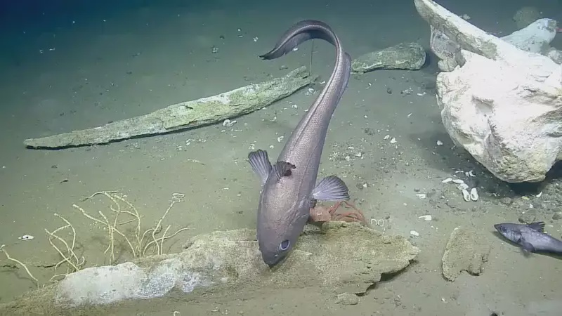 Image from: Scientists Tracked a Dead Whale 1,288M Deep in the Pacific for 15 Years, and Found a Hidden City Still Feeding on Its Bones Today