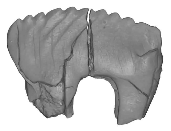Image from: Ancient Teeth Found in Alaska Reveal the Arctic Was Creating New Mammal Species While Dinosaurs Still Ruled