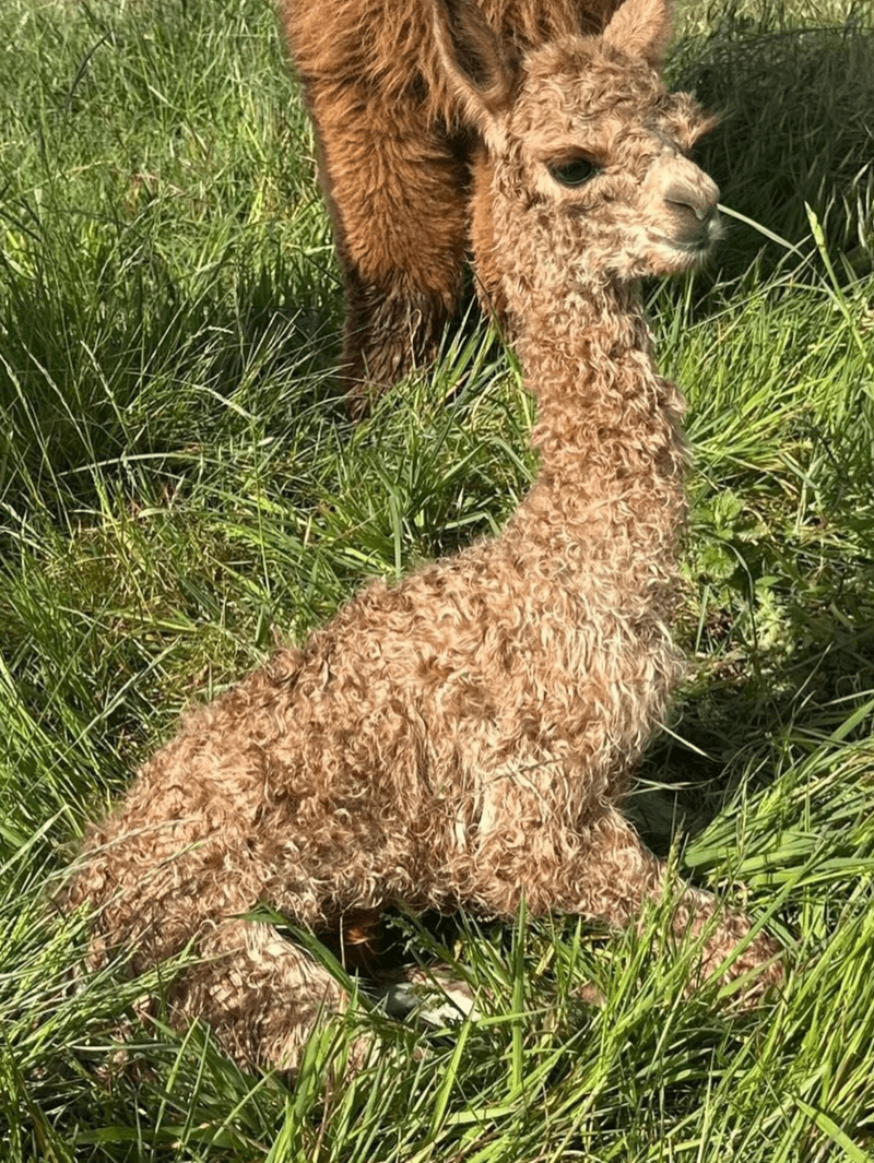 Image from: Charles Spencer hosts party at Northamptonshire estate after welcoming new addition to family