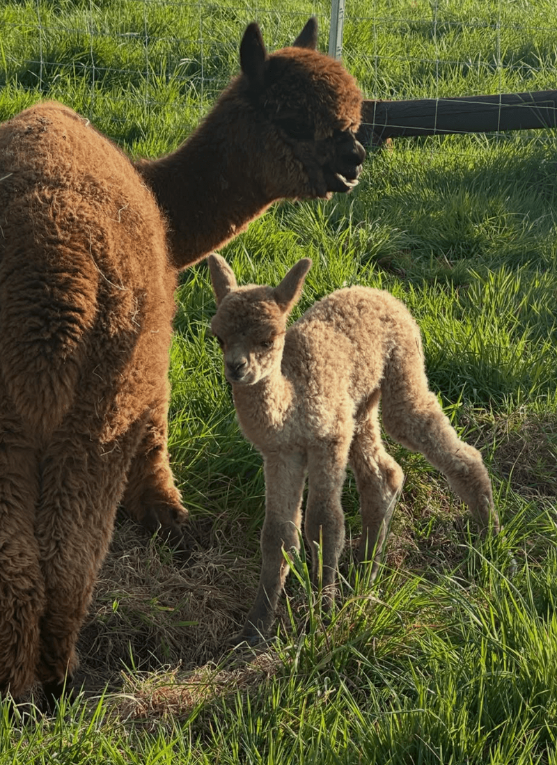 Image from: Charles Spencer hosts party at Northamptonshire estate after welcoming new addition to family