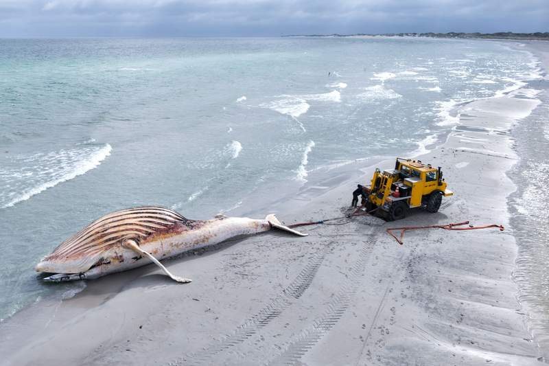 Image from: Autopsy for humpback whale Timmy set for next week in Denmark