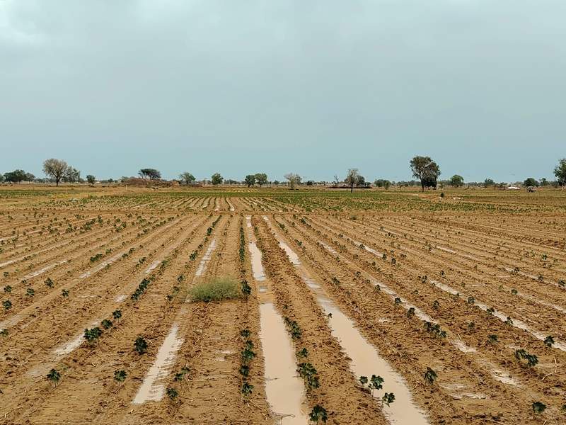 Image from: Rain cools Sirsa, disrupts power infrastructure