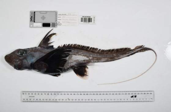 Image from: Inside Underwater Caves, Researchers Discovered More Than 1,100 Species That Had Never Been Documented Before