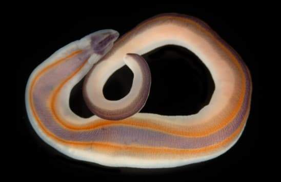 Image from: Inside Underwater Caves, Researchers Discovered More Than 1,100 Species That Had Never Been Documented Before
