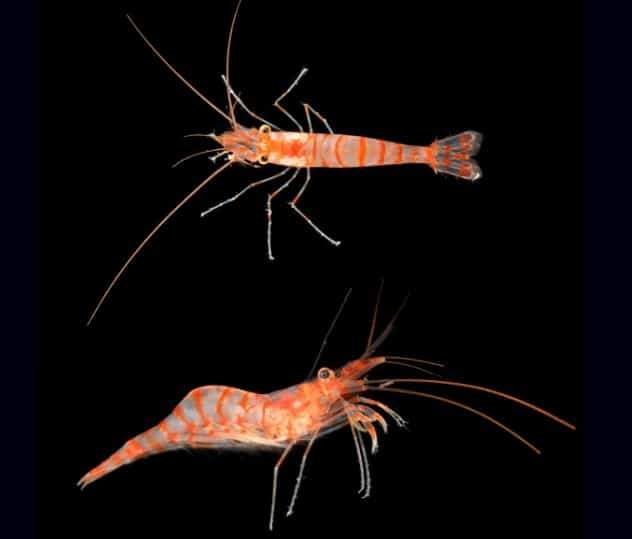 Image from: Inside Underwater Caves, Researchers Discovered More Than 1,100 Species That Had Never Been Documented Before