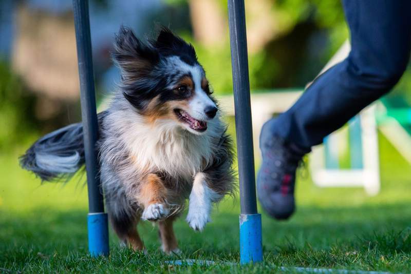 Image from: 'Do it!' What dogs can learn by watching you