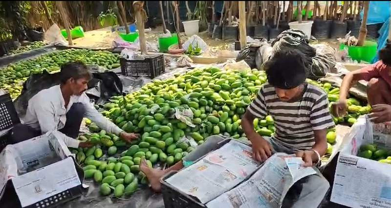 Image from: Malihabad's Dussehri mangoes arrive in markets, traders report strong demand despite lower crop yield