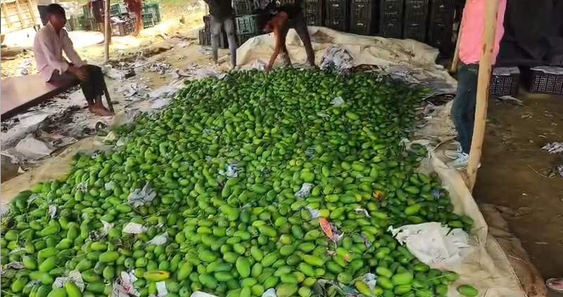 Image from: Malihabad's Dussehri mangoes arrive in markets, traders report strong demand despite lower crop yield