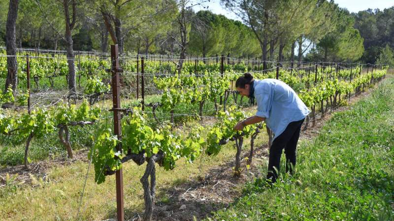 Image from: 'Vitiforestry': French winemakers plant trees in bid to counter climate change