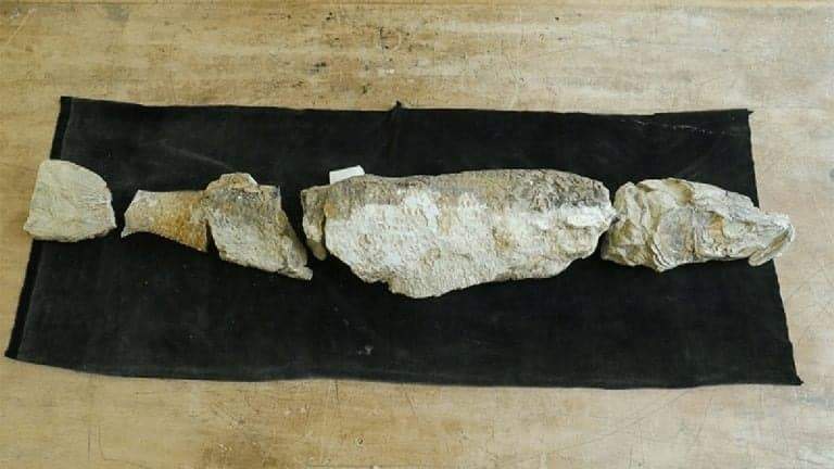 Image from: A Forgotten Notebook Helped Scientists Finally Identify a 55-Million-Year-Old Fossil Unlike Any Previously Found in New Zealand