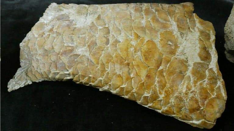Image from: A Forgotten Notebook Helped Scientists Finally Identify a 55-Million-Year-Old Fossil Unlike Any Previously Found in New Zealand