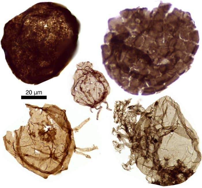 Image from: Australian Microfossils Reveal Complex Cells Living on an Ancient Seafloor 1.7 Billion Years Ago