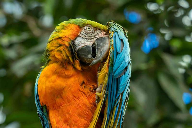 Image from: Birds masturbate, and that’s perfectly normal