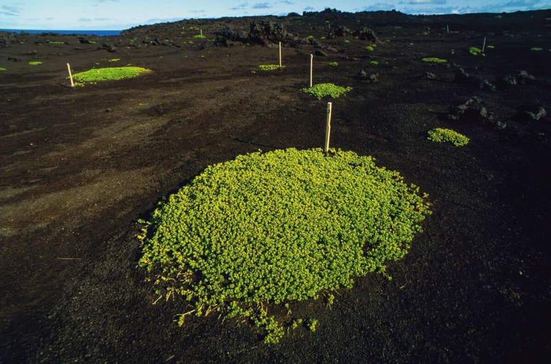 Image from: A Volcanic Island Born From Fire Stayed Nearly Untouched Since 1963 and Became a Rare Natural Lab for Life Starting From Scratch
